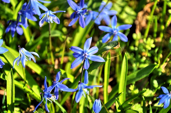 Fruehling2012   051.jpg